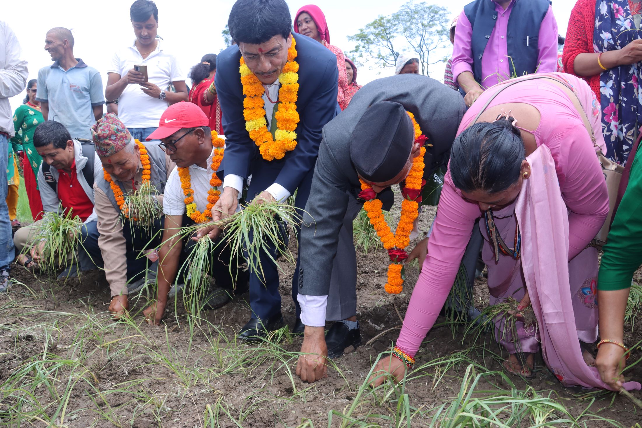 कोदोजन्य बालीको राष्ट्रिय दिवस घोषणा गर्दै सरकार