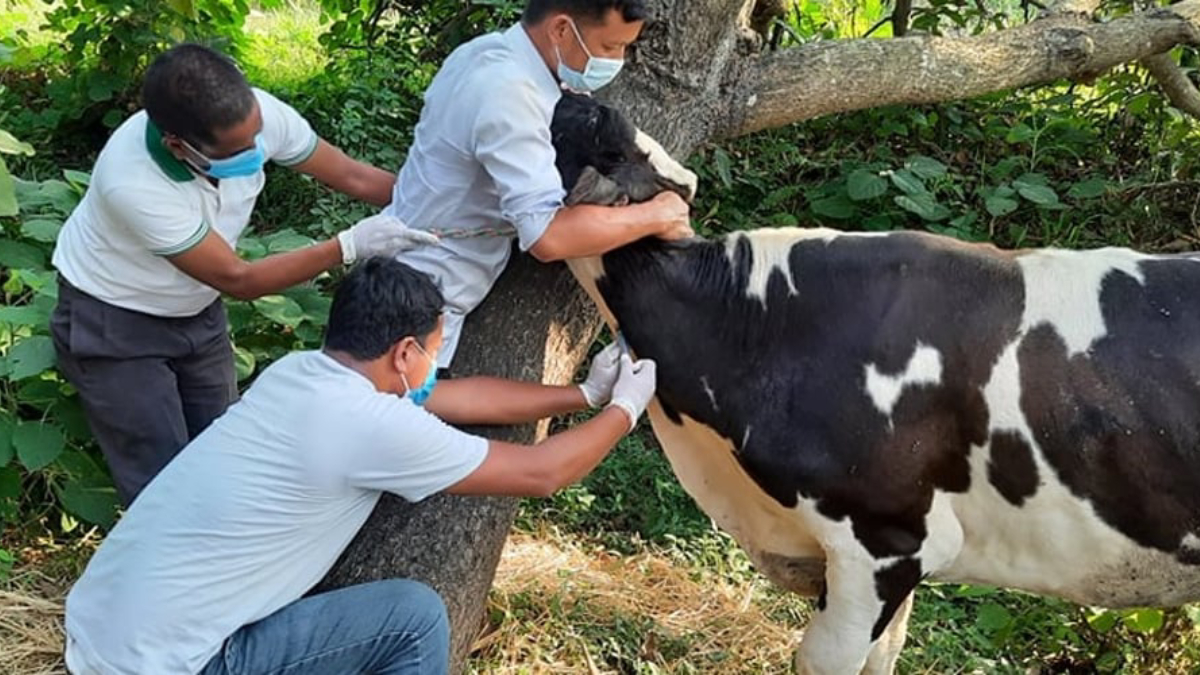 लमजुङका दुई लाख २८ हजार पशुलाई खोप