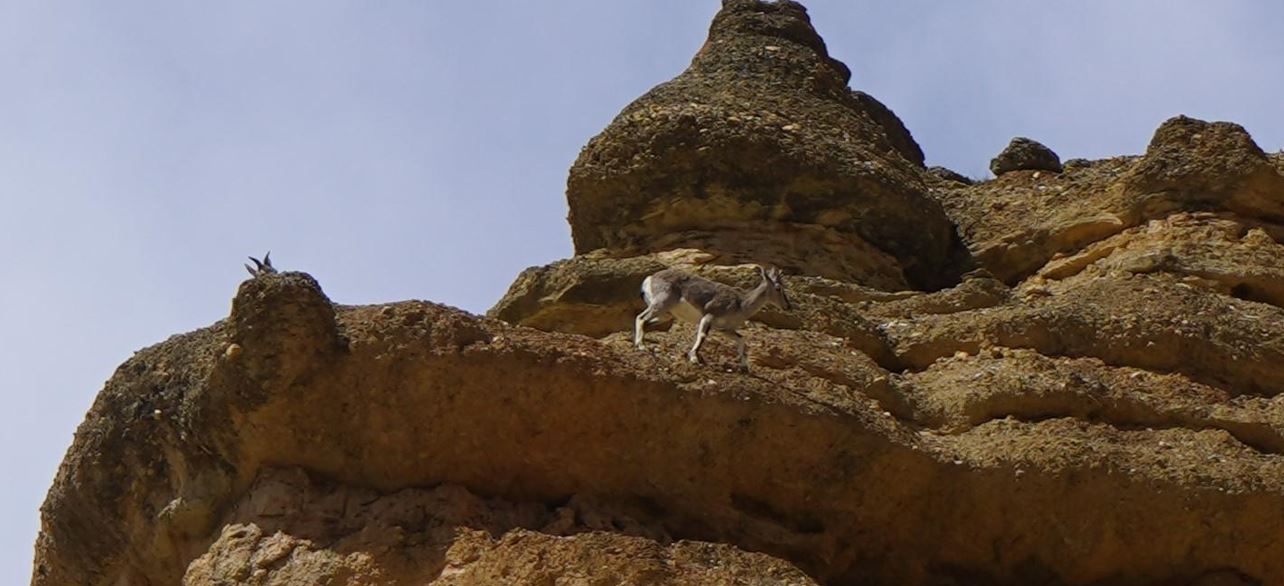 मुस्ताङमा वन्यजन्तुसँगै रमाउन थाले पर्यटक