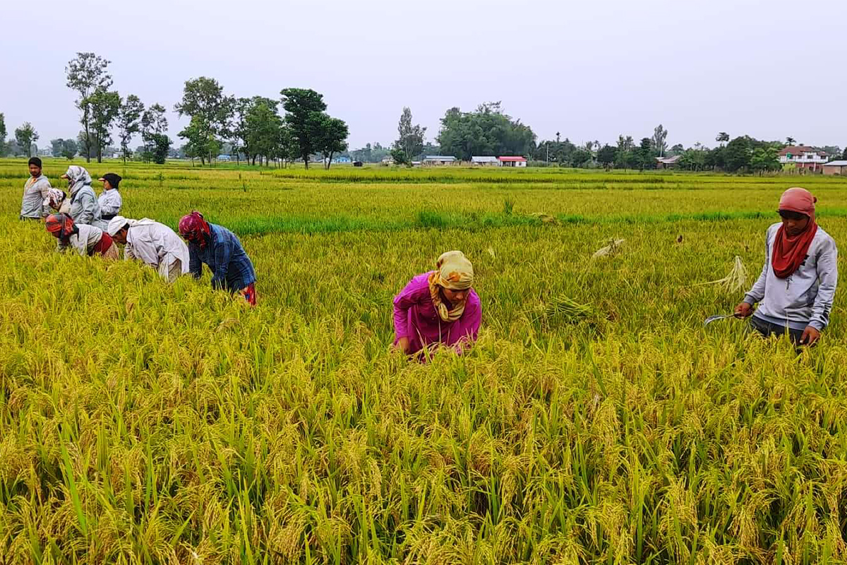 दाङका किसानलाई धान काट्ने चटारो, उत्पादन बढ्ने अपेक्षा