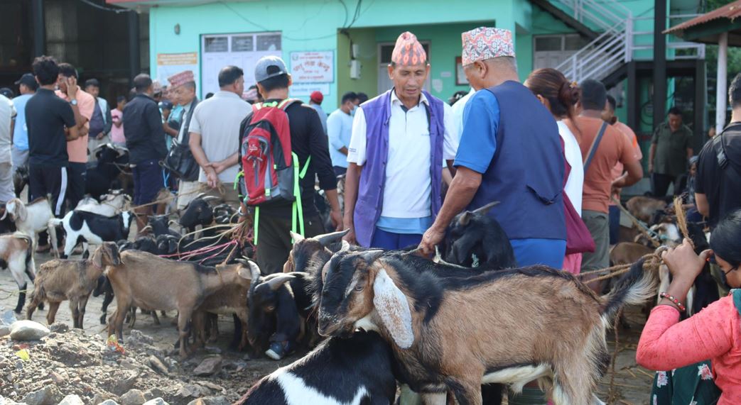 चाडपर्व नजिकिएसँगै कृषिउपज, खसीबोका किनबेचमा चहलपहल बढ्यो