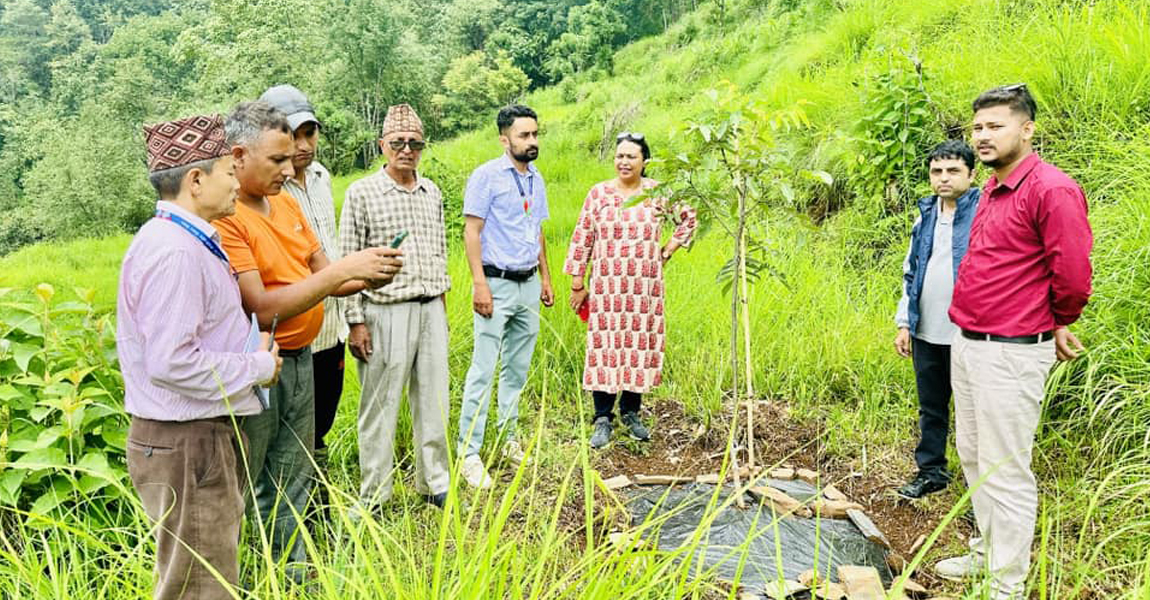 बाँदरबाट हैरान पर्वतका किसान व्यावसायिक ओखरखेतीमा