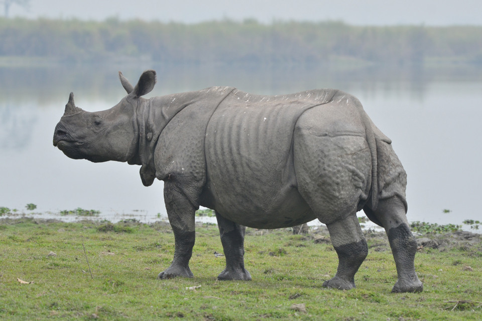 गैंडाको आक्रमणबाट पथप्रर्दशकको मृत्यु, पर्यटक र चौकीदार घाइते