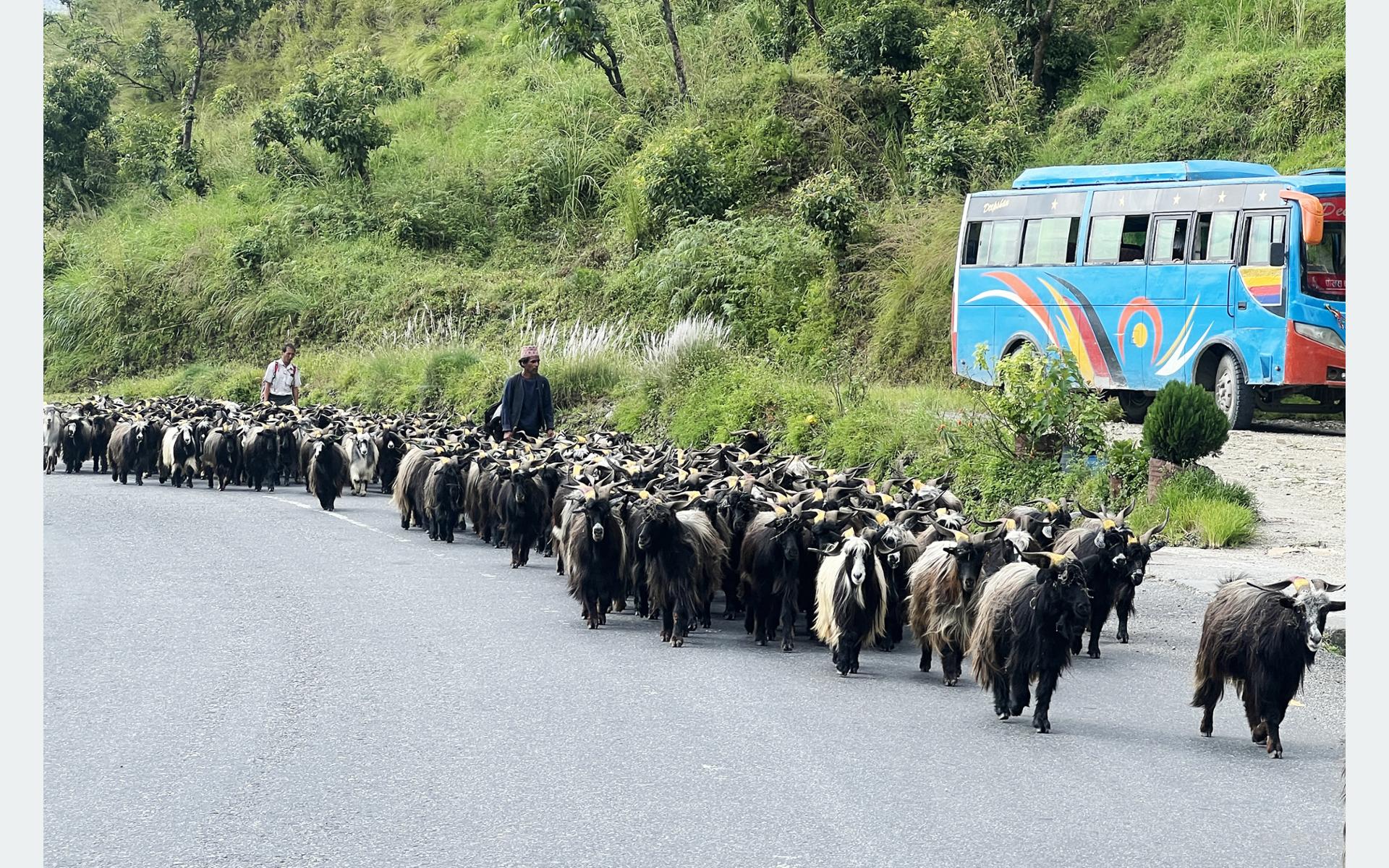 च्याङ्ग्रा व्यापार गर्न रारादेखि फेवातालसम्म