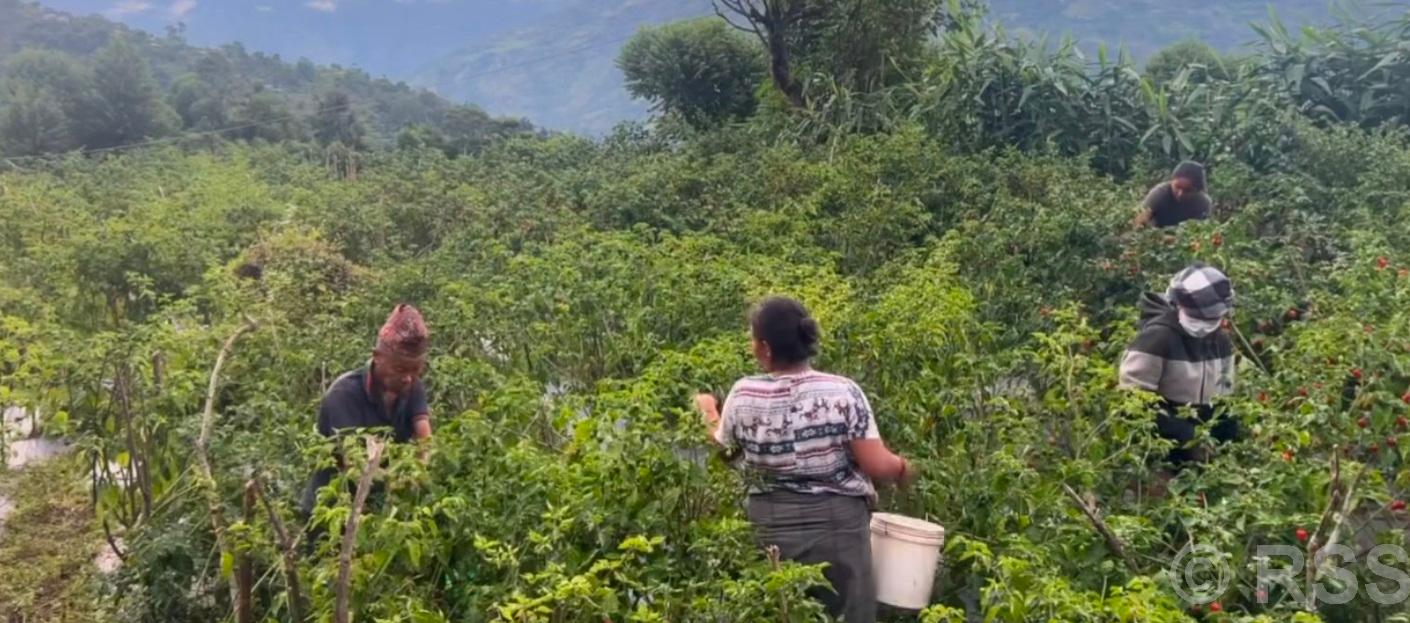 म्याग्दीमा अकबरे खुर्सानीको व्यावसायिकखेती