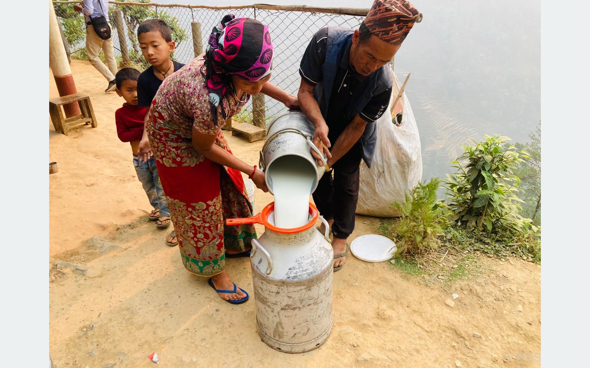 सहकारीमार्फत दूधको बजारीकरण, गाँउमा करोडौँ भित्र्याउँदा किसान उत्साहित