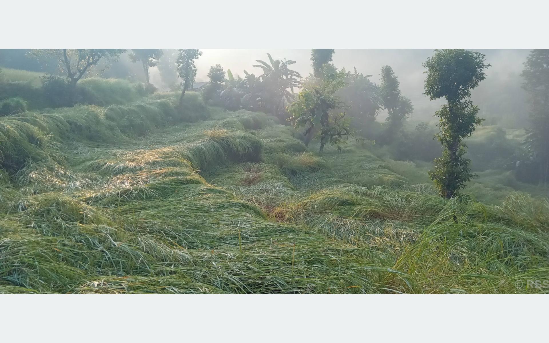 असिनाले धानबाली नष्टहुँदा कृषक चिन्तित