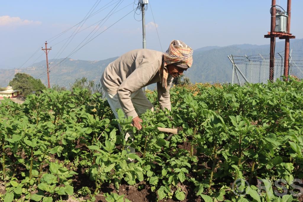 नब्बे वर्षको उमेरमा कृषि र पशुपालनमा सक्रिय