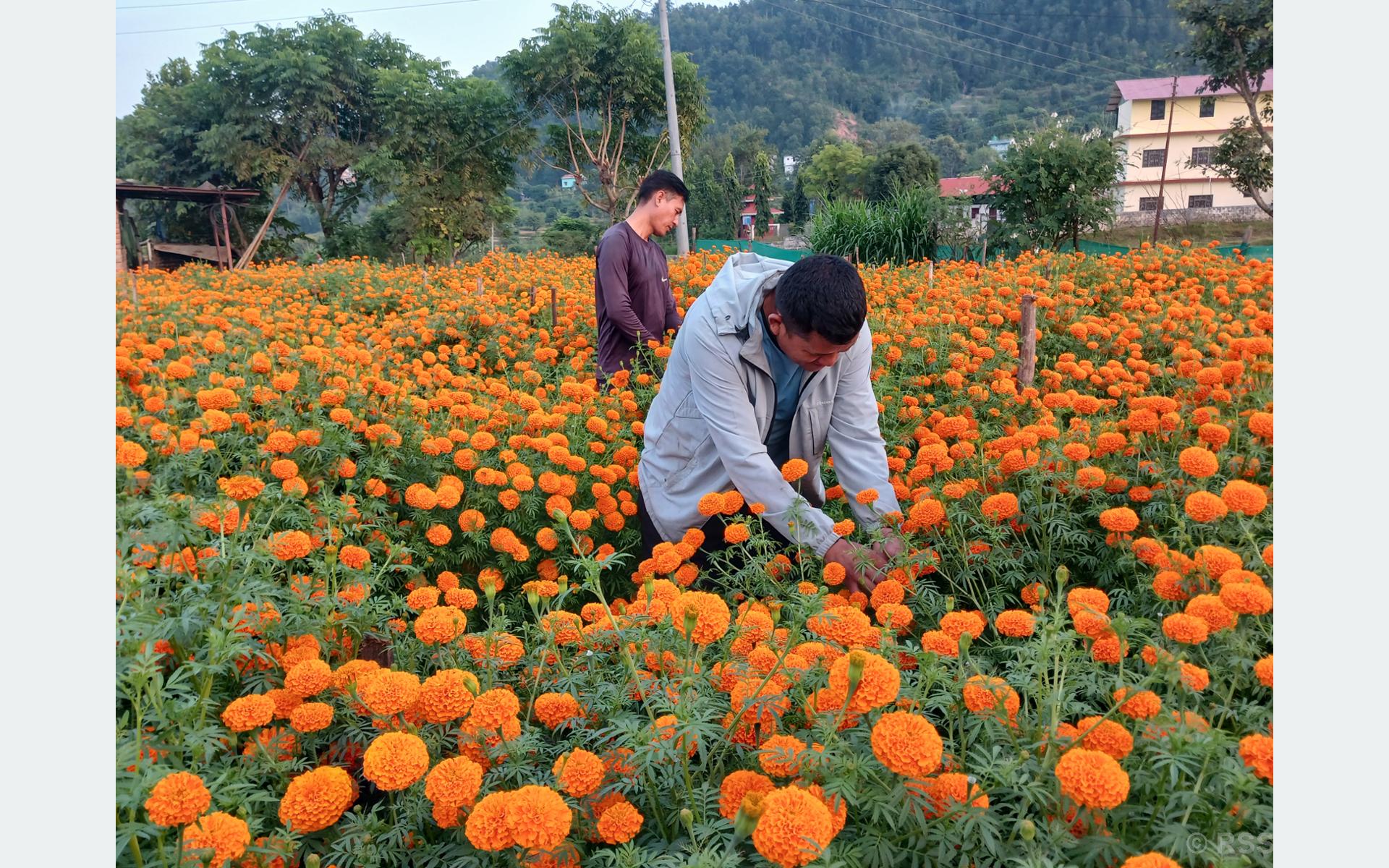 पाल्पामा सयपत्री फूलको माग उच्च