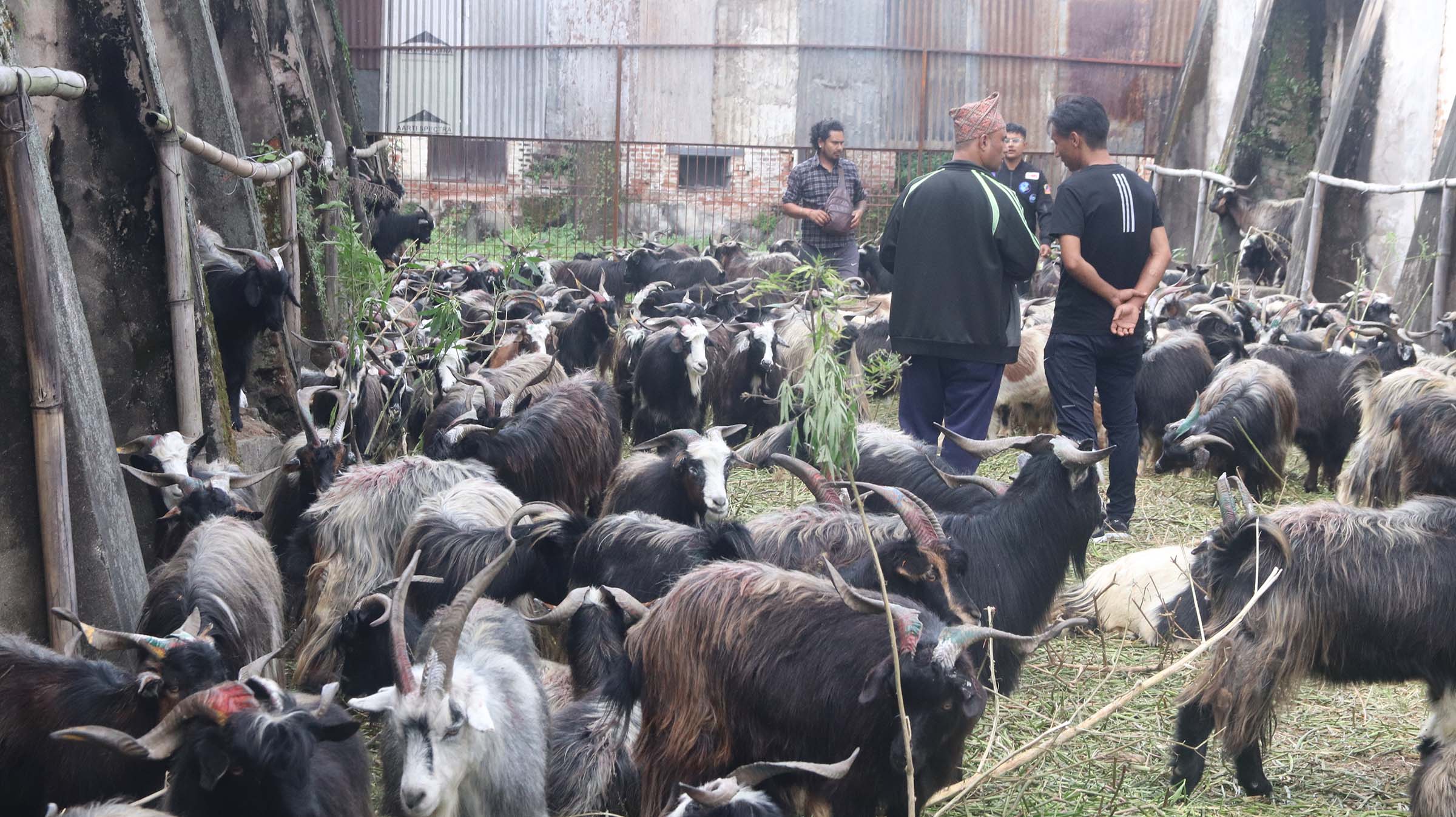 सहुलियत दरमा खसी, बोका र च्याङ्ग्राको बिक्री वितरण सुरु, कति पर्छ मूल्य ?