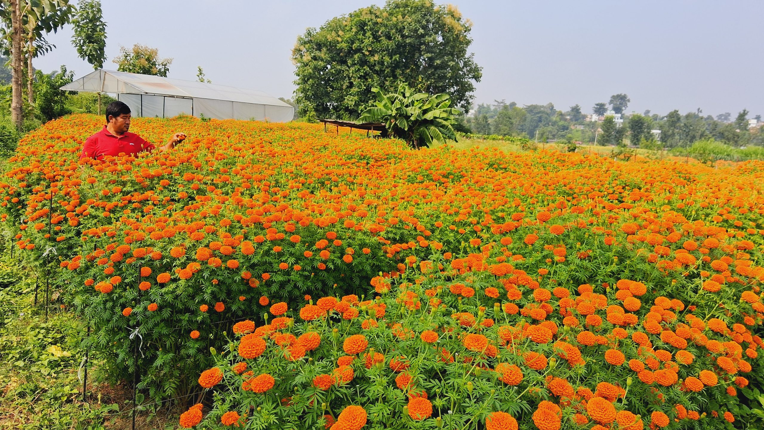 सयपत्री फूलको प्रयोग बढ्दा कृतिम फूलको आयात घट्यो, फूलको व्यापार गर्नेलाई भ्याइ नभ्याइ