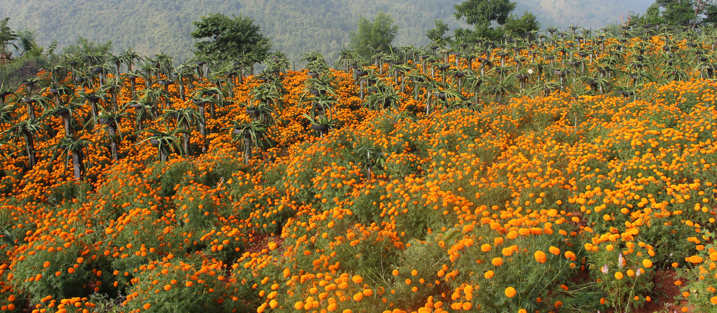 तिहारका लागि फूललेको ढक्कमक्क सयपत्री फूल