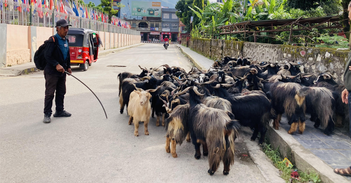 दसैँमा मुस्ताङबाट ८ हजार भेडाच्याङ्ग्रा बिक्री