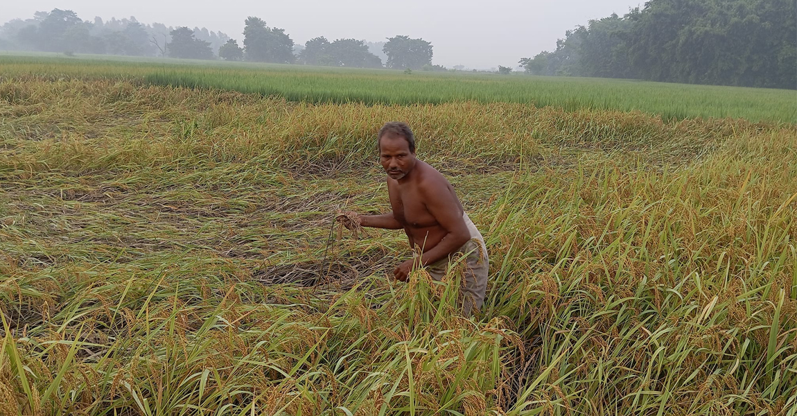 किसानलाई दशा बनेको दसैं