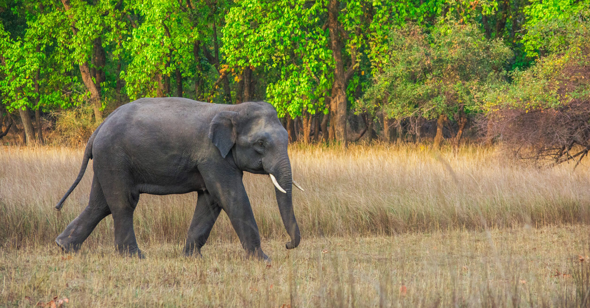 जङ्गली हात्तीको आक्रमणबाट एक युवककाे मृत्यु