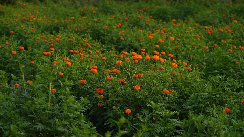 ४० रोपनी जग्गामा सयपत्री फूलखेती