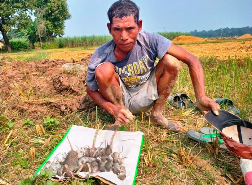 धानबाली भित्र्याएर फुर्सदिला भएका थारू मुसा मार्न व्यस्त