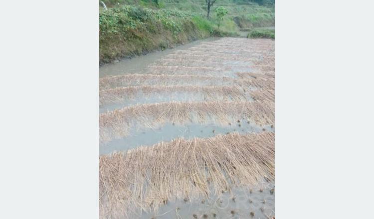 तनहुँ र म्याग्दीमा भित्र्याउने बेलाको धानबालीमा वर्षाले क्षति