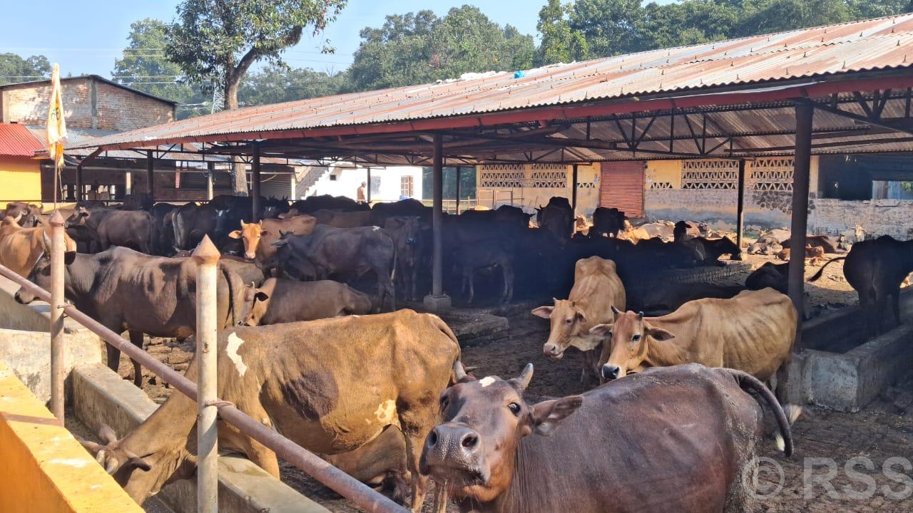 स्थानीय जातका गाई संरक्षण गर्न एक करोडको अक्षयकोष