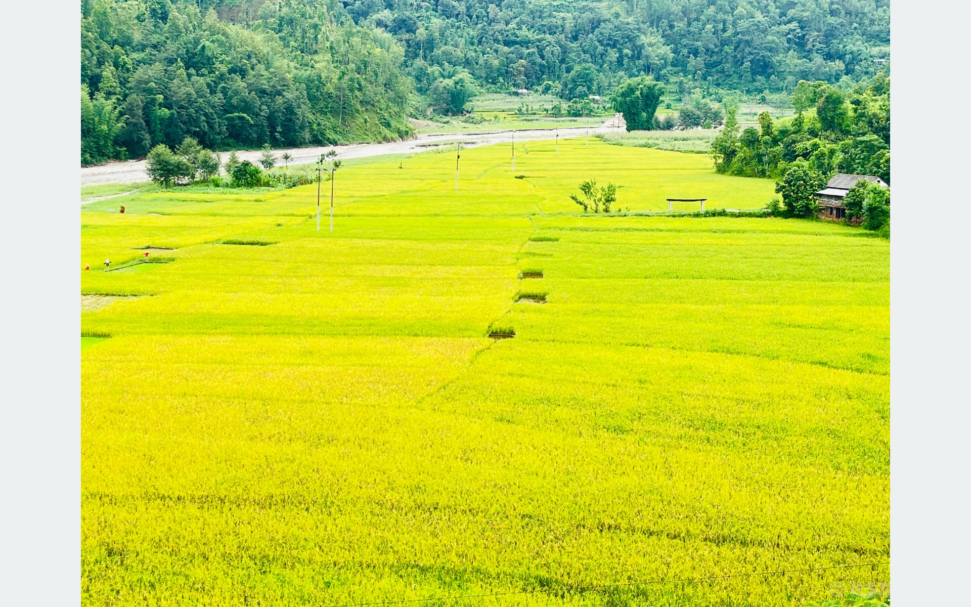 गुल्मीमा धान उत्पादन बढ्यो