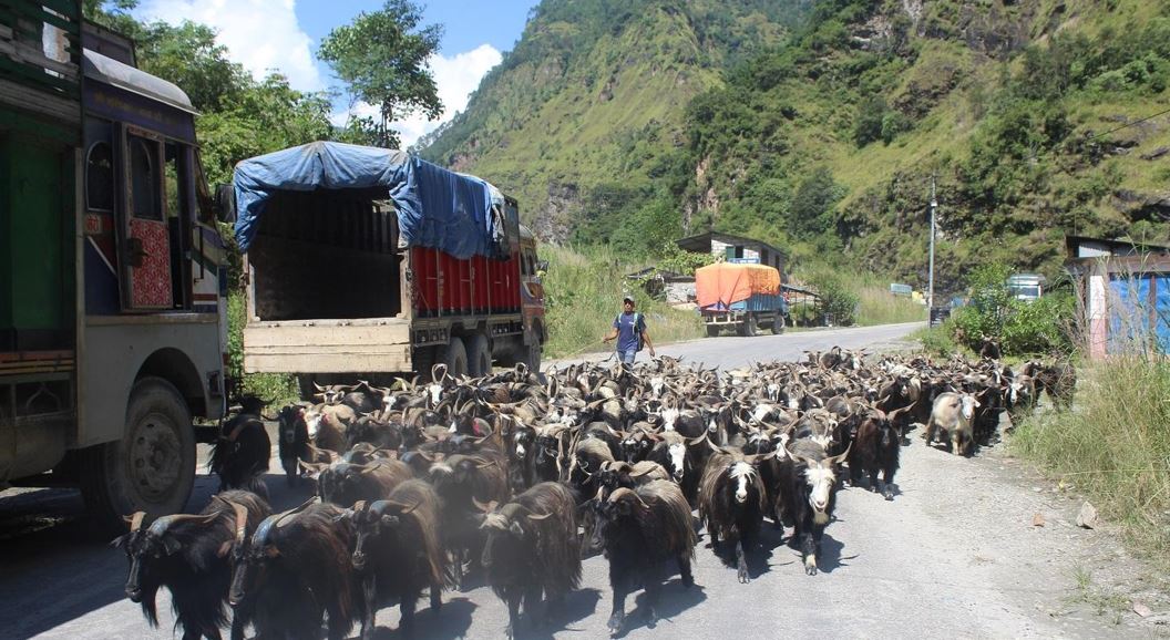 तिहारका लागि मुस्ताङबाट चार हजार भेडाच्याङग्रा बिक्री