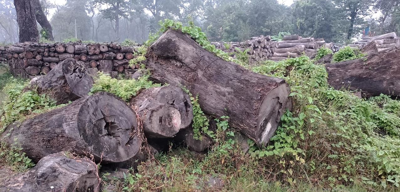 काठ बिक्री सम्बन्धी नयाँ नीतिले एक करोड बढी मूल्यका सालका काठ सड्दै