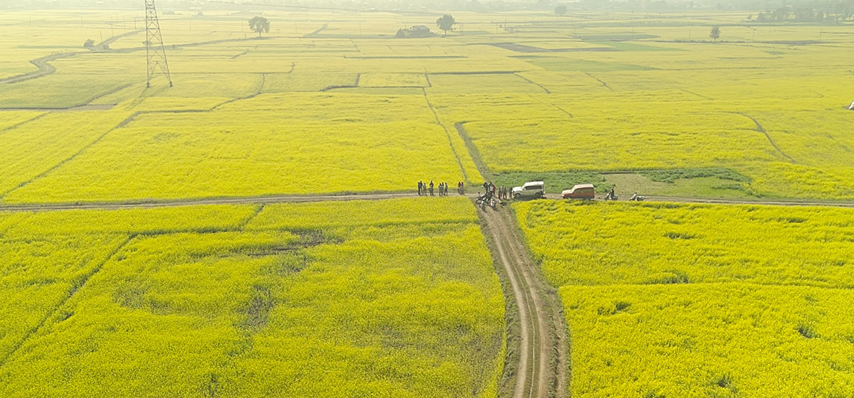 सिँचाइ पुगेपछि भेँडाबारीको गौचरनमा तोरीखेती