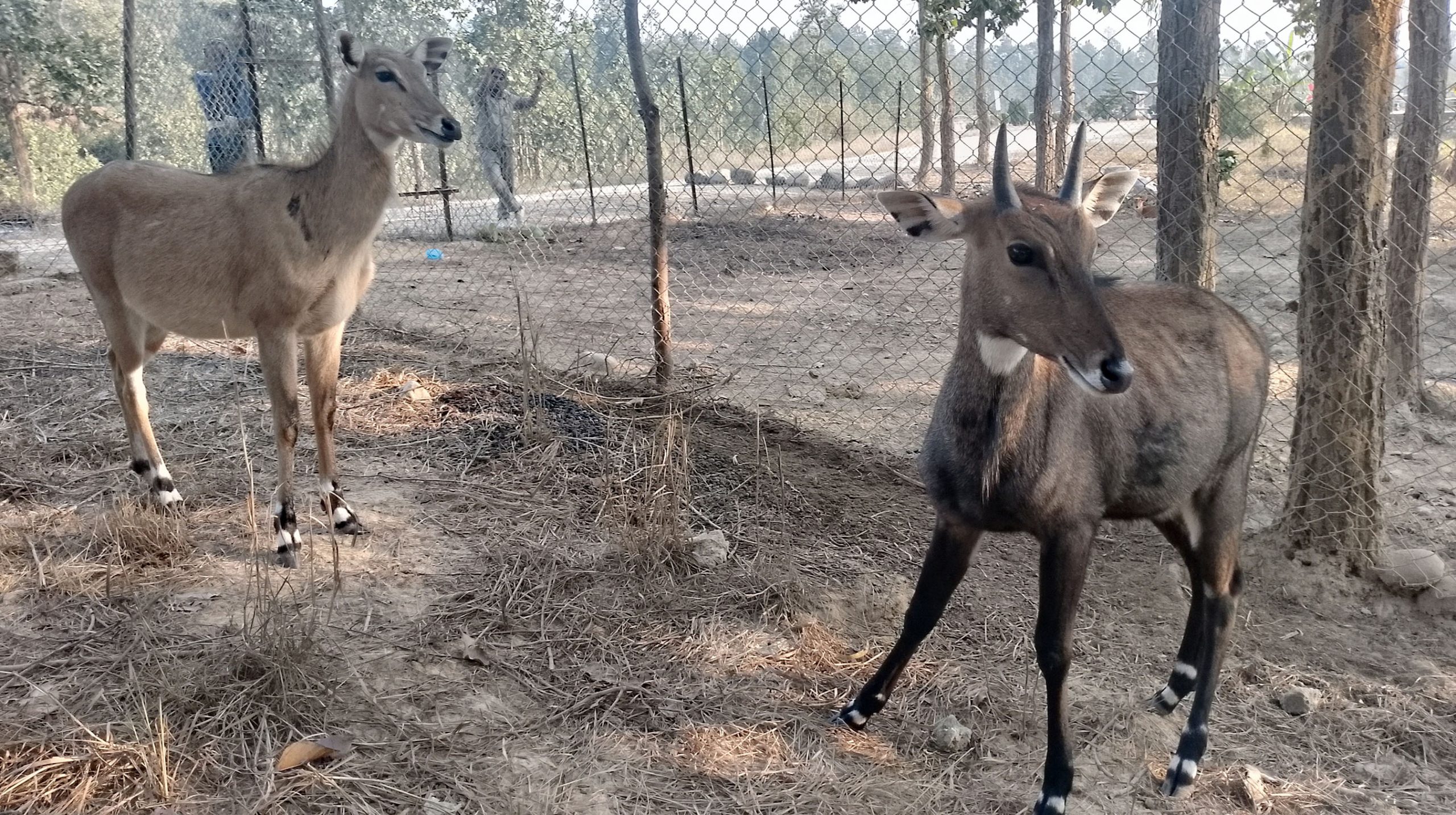 वन्यजन्तुको उद्धार, उपचार तथा पुनःस्थापना केन्द्र स्थापना