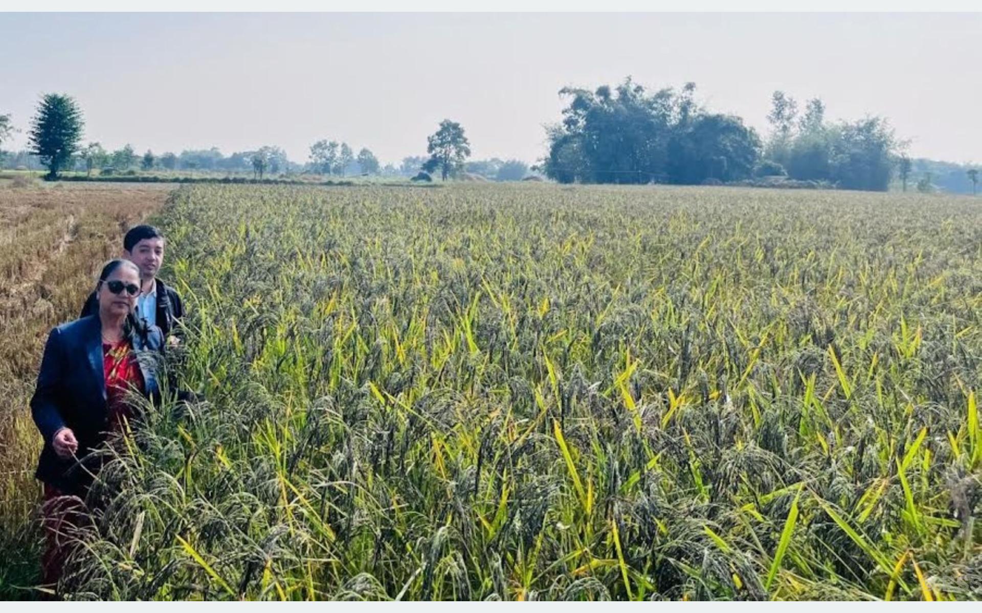 शिवसताक्षीका चार वडालाई नुनिया धानको पकेट क्षेत्र घोषणा