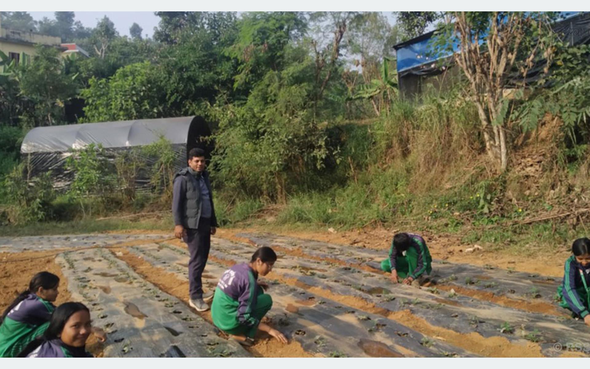 विद्यार्थीलाई आयआर्जनसँग जोड्न स्ट्रबेरी खेती