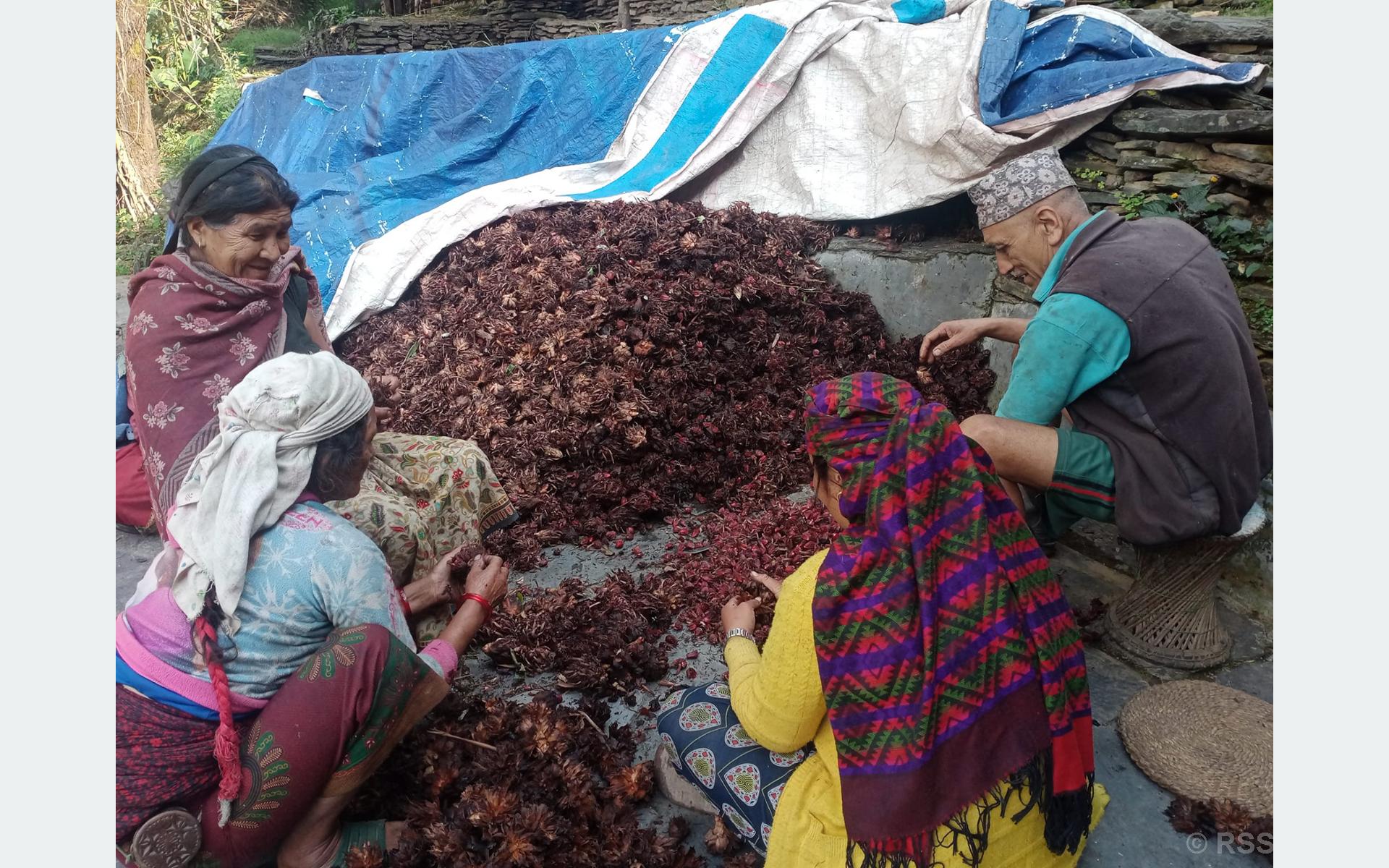 अलैँची उत्पादन बढ्यो, एकै वर्षमा छ करोडको कारोबार