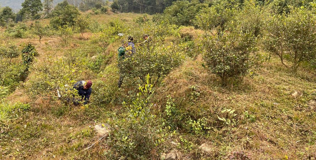 बसाइँसराइले रित्तिँदै गाउँ, डेढ करोड लगानीमा कागतीखेती सुरु