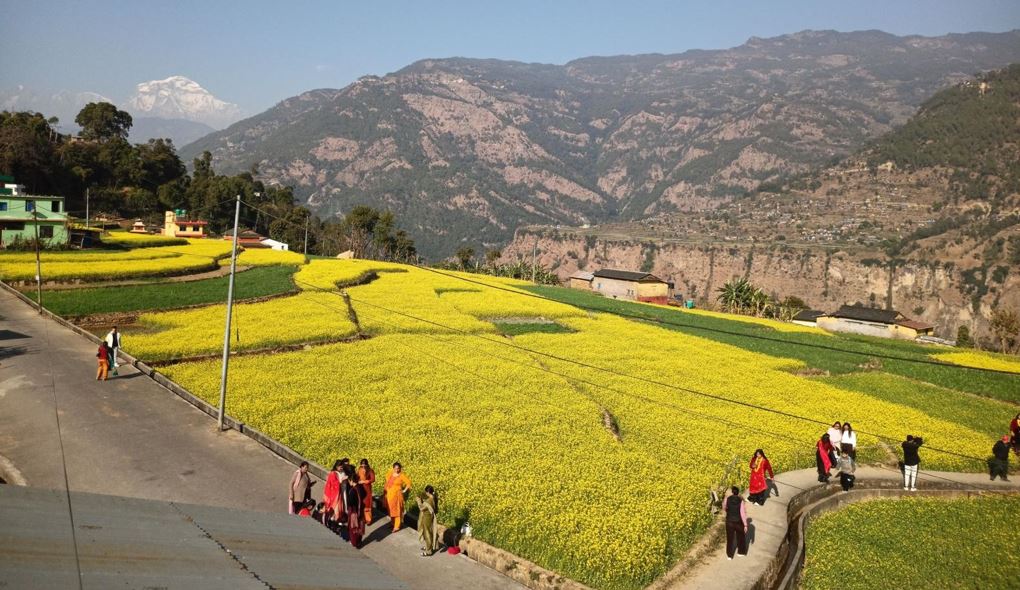 म्याग्दीको रत्नेचौरका तोरीबारीमा टिकटक बनाउने भीड