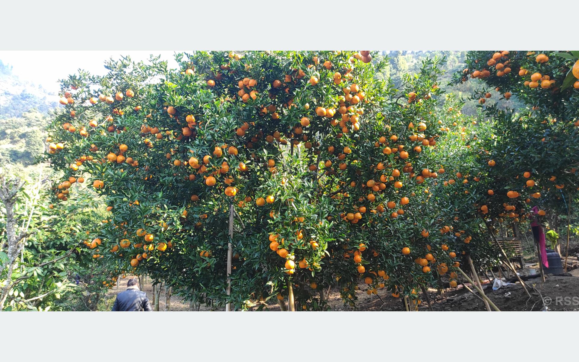 सुन्तलाखेतीमा जलवायु परिवर्तनको प्रभाव, किसानको कमाइ घट्दै