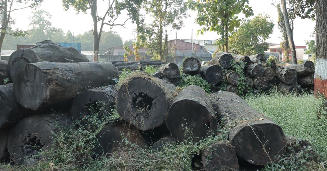 सात करोडको काठ वन कार्यालयमै कुहिँदै