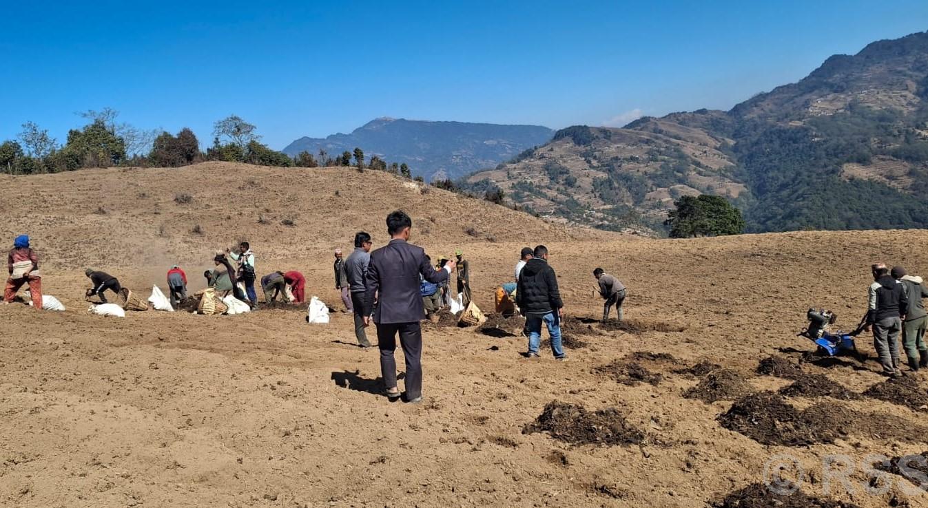 बाँझो जग्गामा सामूहिक आलुखेती