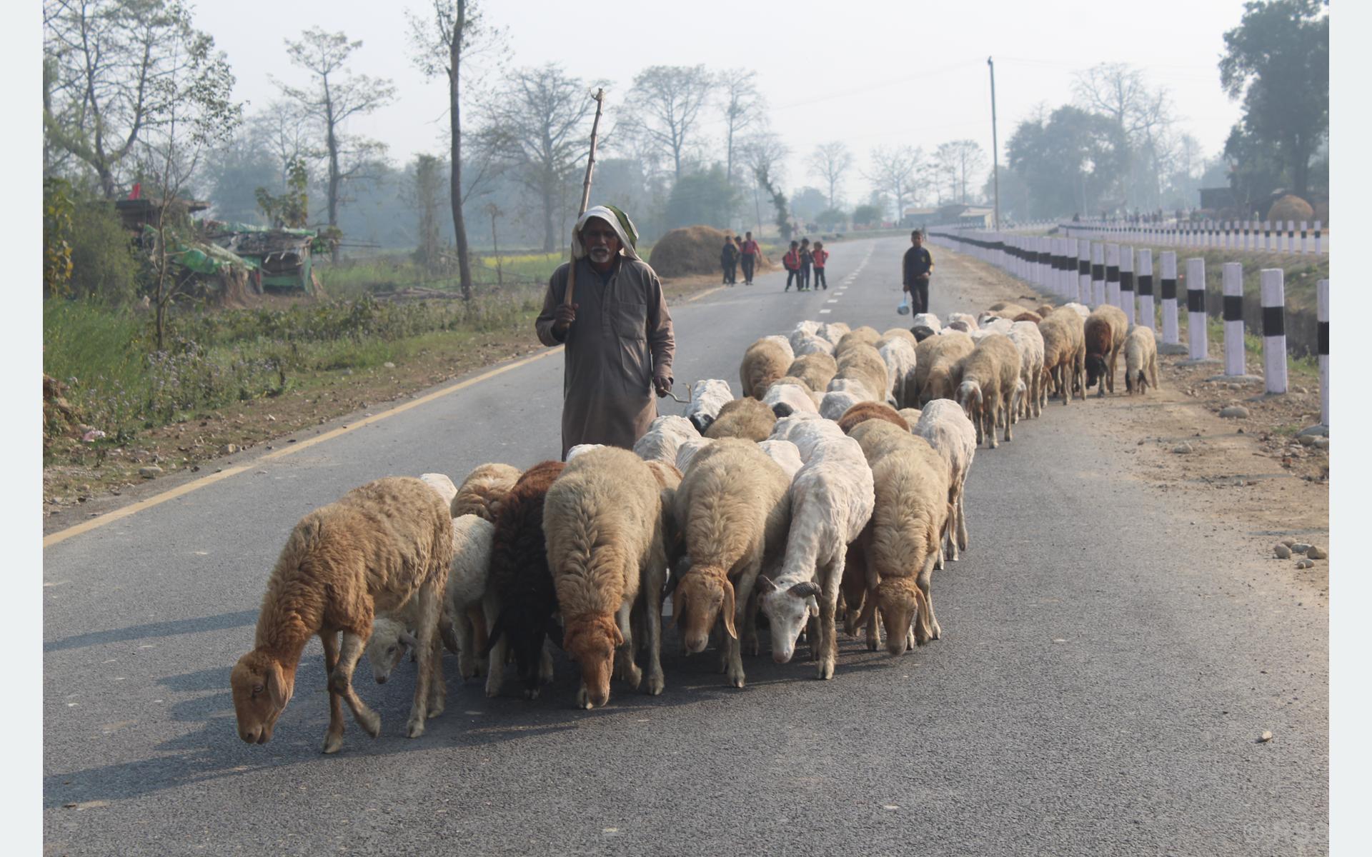 बिक्री भएन ऊन, विस्थापित हुने जोखिममा ‘भेडिहार’