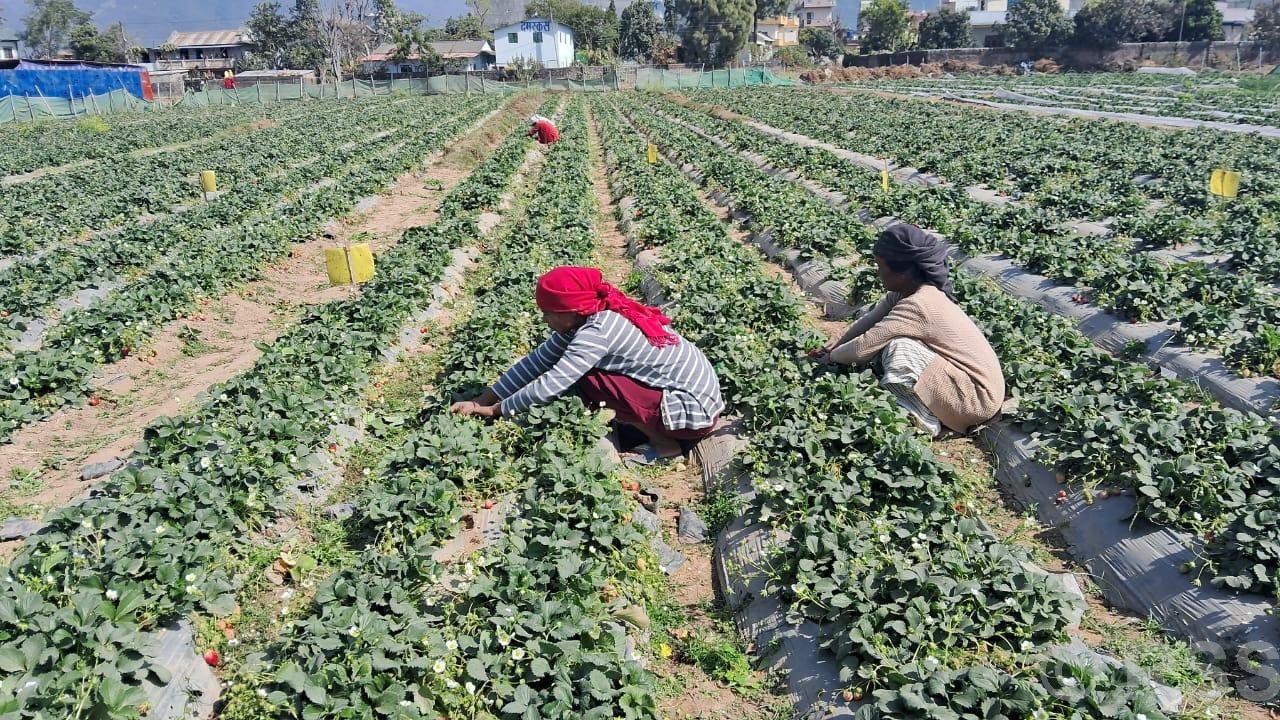 स्ट्रबेरीखेतीबाट वार्षिक ६ लाख बचत