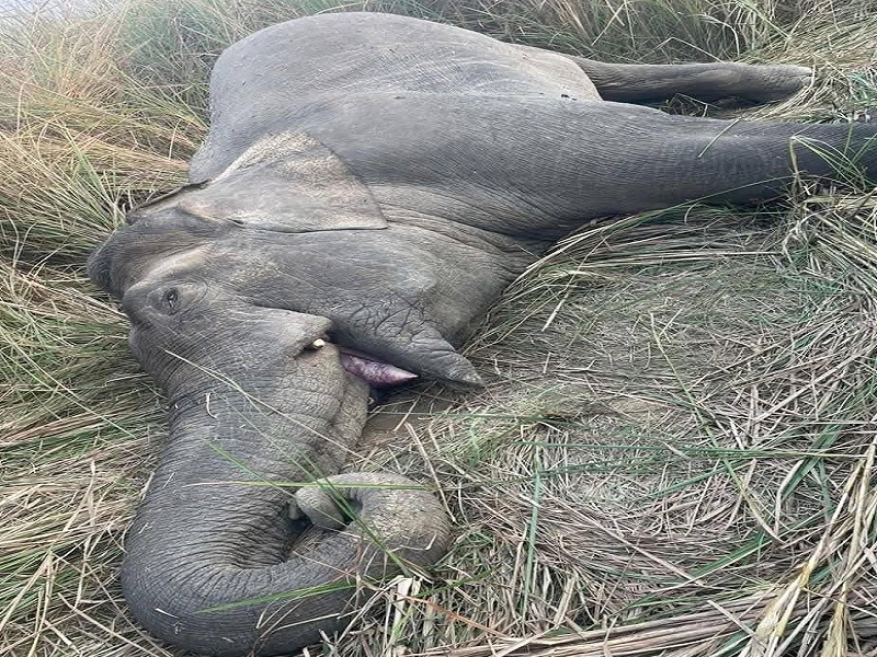 मकुना मृत्यु प्रकरणः सरकारद्वारा छानबिन समिति गठन