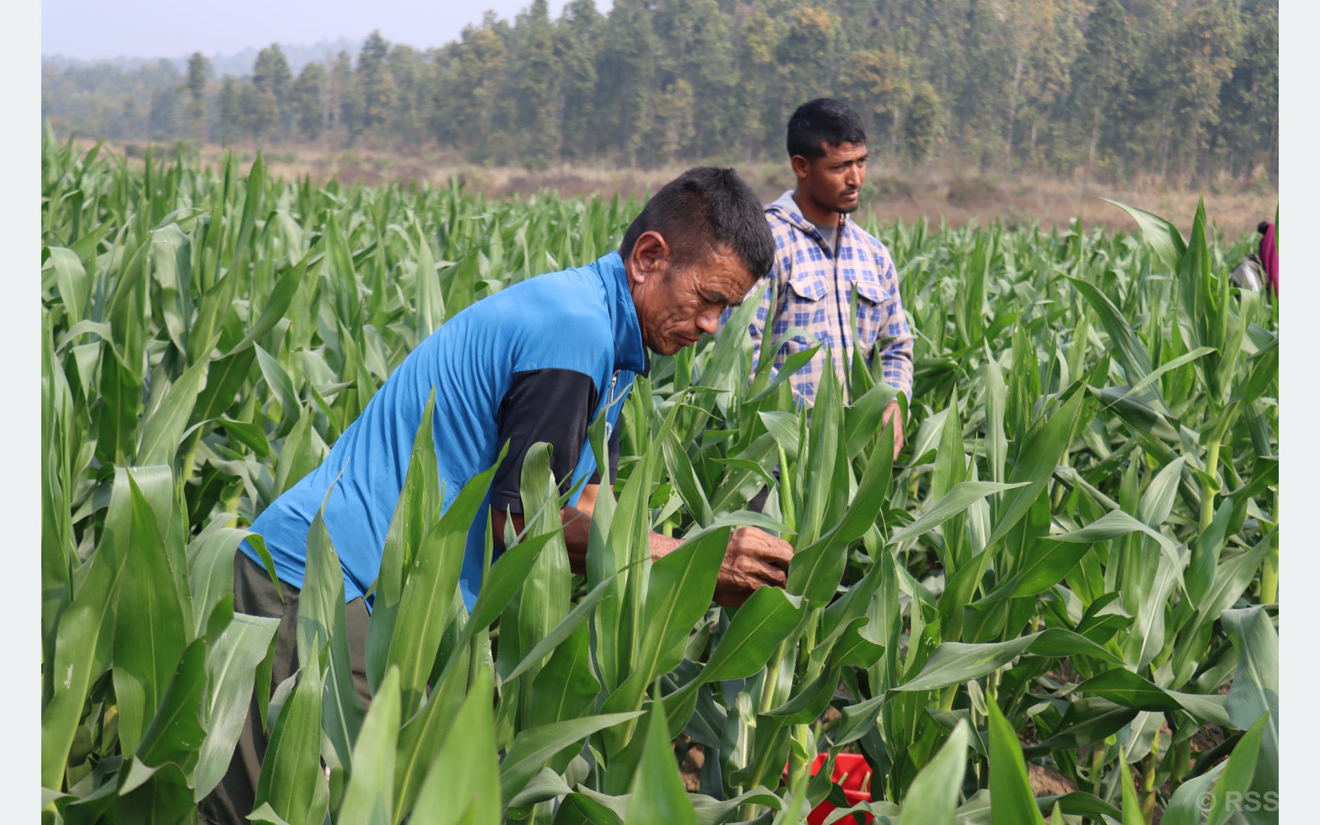 मकैको बीउ उत्पादन गर्दै हरिहरपुरगढी