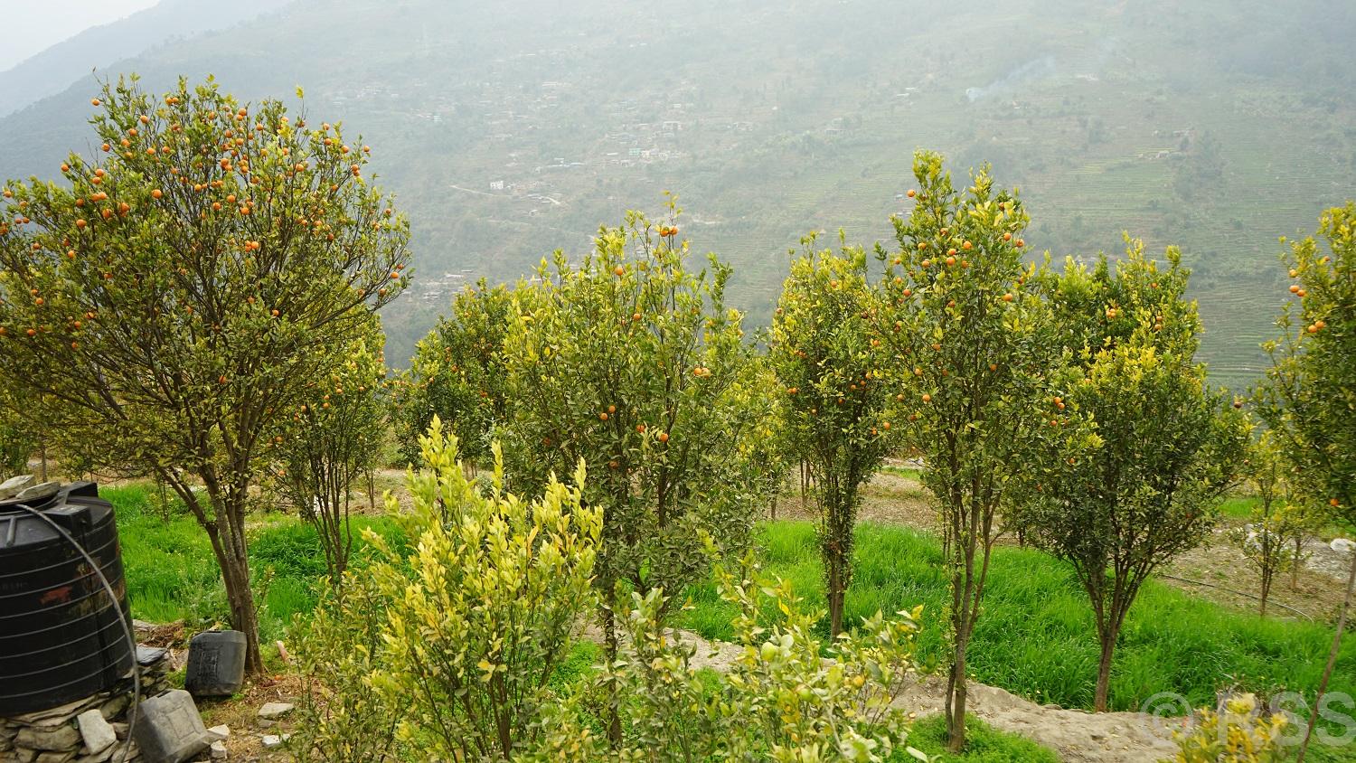 जलवायु परिवर्तनको असर सुन्तलाखेतीमा, बगैँचा रिक्तिए