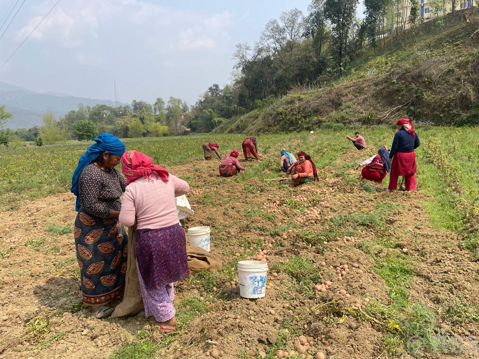 पाल्पाका किसान आलु थन्क्याउन व्यस्त, उत्पादन बढेपछि मख्ख