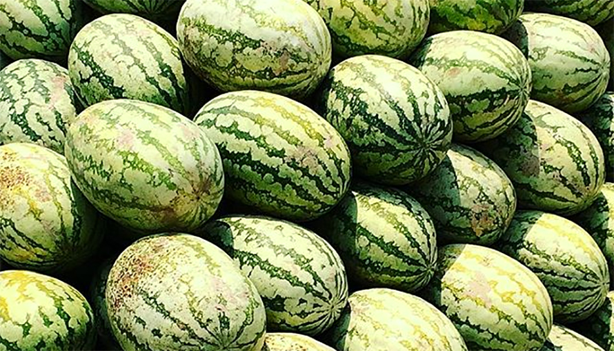 पूर्वीनाकाबाट चार करोड ६० लाखको खरबुजा भित्रियो