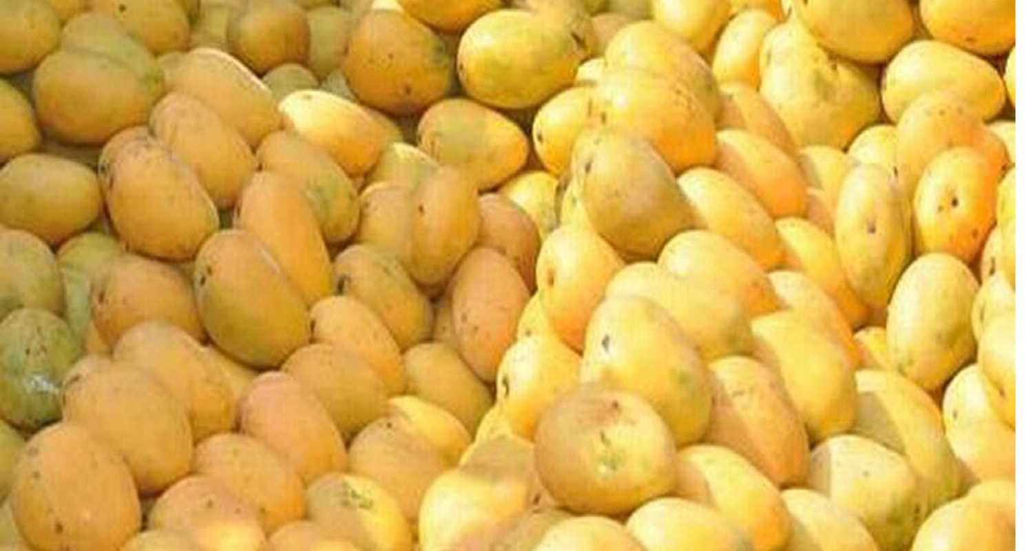 भाेलिदेखि ‘नेपाल म्याङ्गो फेस्ट’ महोत्सव हुने