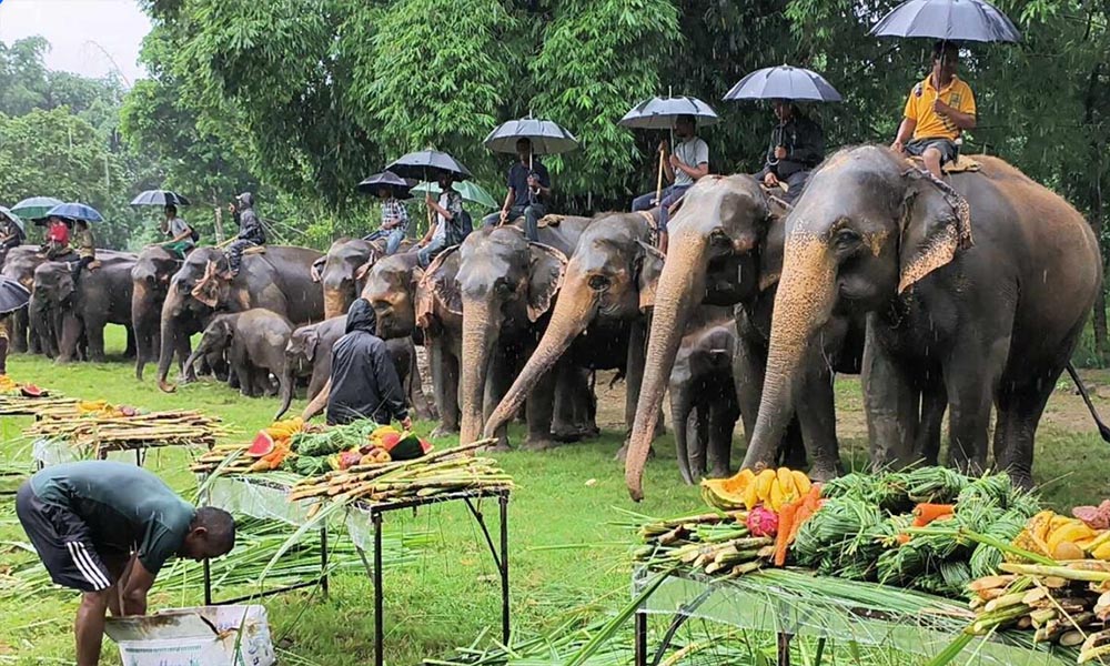 बनभोज खुवाएर सौराहामा मनाइयो १४औं अन्तर्राष्ट्रिय हात्ती दिवस