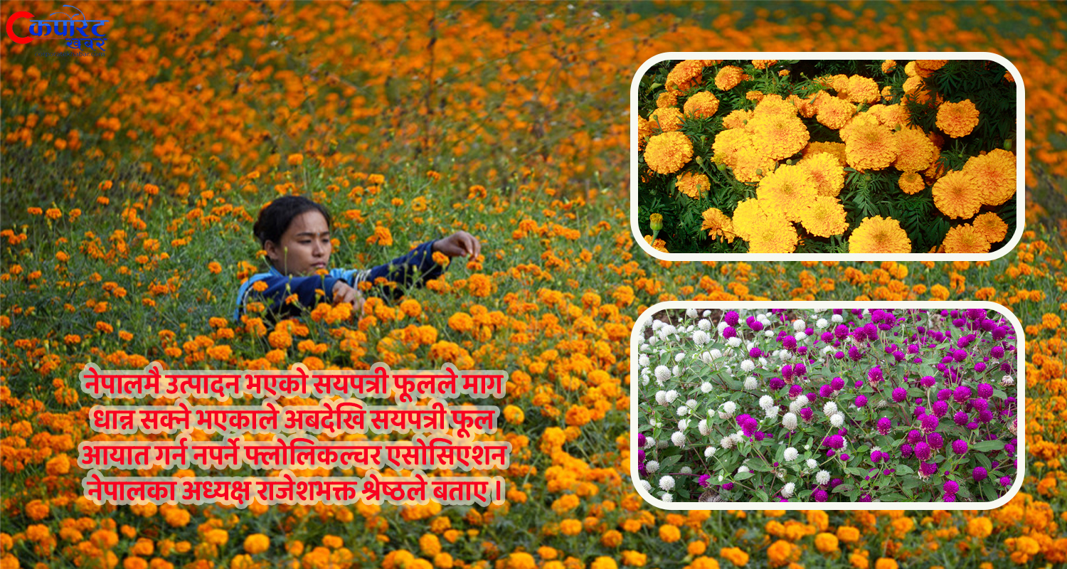 स्वदेशी फूलमा यसपालिको तिहार