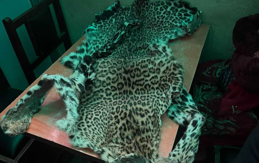 चितुवाको छालासहित दुई जना पक्राउ चितुवाको छालासहित दुई जना पक्राउ