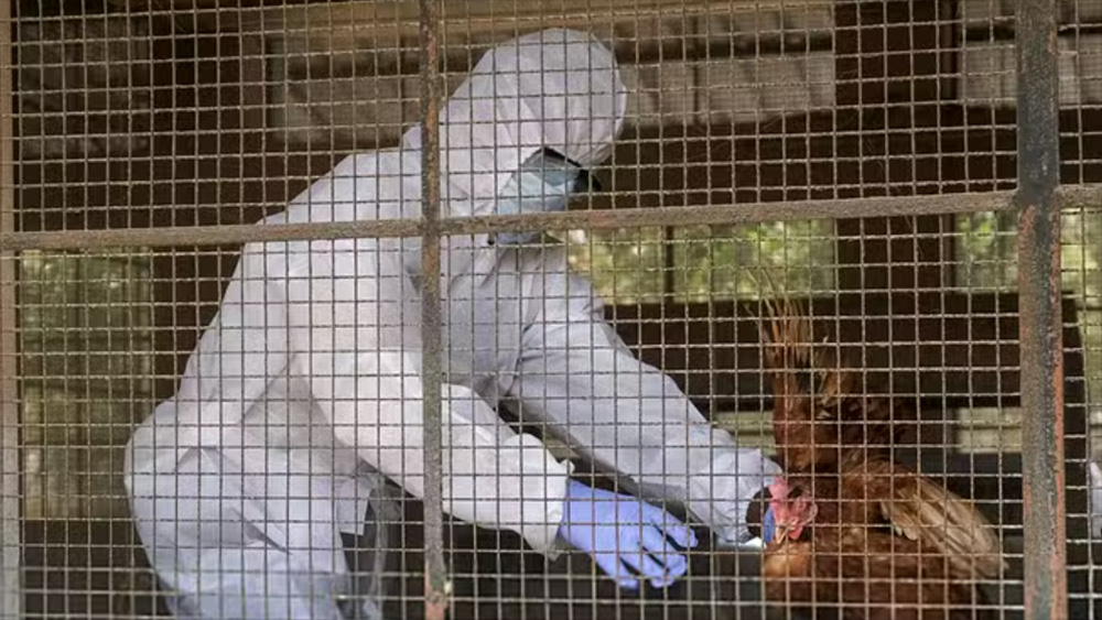 युरोप र उत्तरी अमेरिकामा बर्डफ्लू द्रुत गतिमा फैलिदै