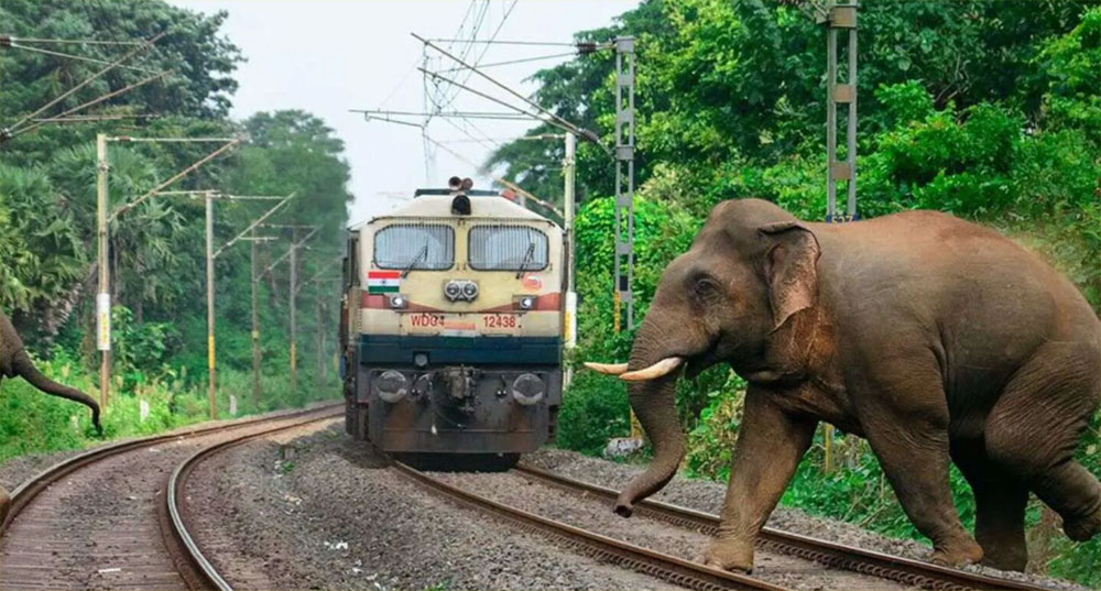 भारतको असममा रेलको ठक्करबाट ८ हात्तीको मृत्यु